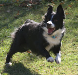 Click on Picture to See More of Shadow, An Australian Shepherd