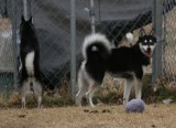 Rio & Bear lovebirds122008 011.JPG
