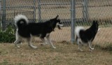 Bear & Rio lovebirds122008 035.JPG