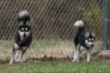 Bear & Rio lovebirds122008 060.JPG