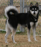 Bear 122008 103.JPG