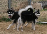 Bear & Rio lovebirds122008 105.JPG