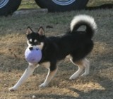 Bear 122508 076.JPG
