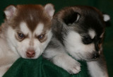 Mia & Hondo Pups 122708 011.JPG
