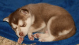 Mia & Hondo Pups 122708 064.JPG