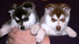 Mia Hondo Puppies 11109 032.JPG
