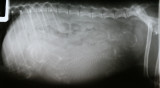 Rio 21109 006.JPG