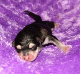 Fremont Rio1stPuppyMale21709 002.JPG