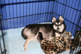 Fremont Rio1stPuppyBoy21709 001.JPG