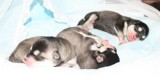 Paris, Fremont, Hollywood Rio'sPuppies#3, #1, #2, Girl, Boy, Girl 2 18 09 005.JPG