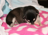 Hollywood Rio Puppies 22109 010.JPG