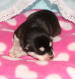 HollywoodRio Puppies 22109 011.JPG