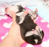 HollywoodRio Puppies 22109 014.JPG