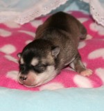 Paris Rio Puppies 22109 027.JPG