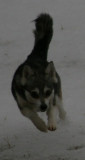 Foxxy Snow Dogs 019.JPG