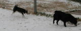 Bebop & Shadow Snow Dogs 040.JPG