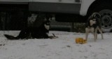 Bear & Mandy Snow Dogs 106.JPG
