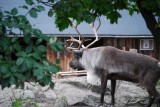 skansen raindeer