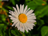 The last daisy of this month