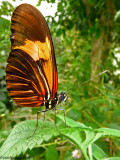 Heliconius melpomene