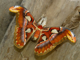 Attacus atlas