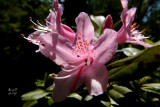rhominc4766_Rhododendron minus var. chapmanii