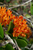 asctub4860_Butterfly Milkweed