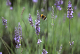 Lavender Centre buzzzy bees