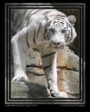 Jungala White Tiger 3.jpg