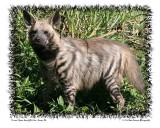 Striped Hyena.jpg