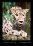 Persian Leopard.jpg