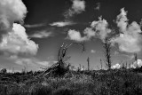 burned forest .jpg