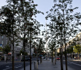 oconnell street early morning .jpg