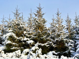 snow on trees .jpg