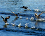 scared coots landing