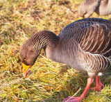 goose feeding 2.jpg