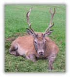 Tired Stag