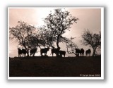 Melrose Cows