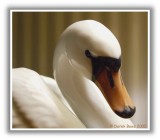 Ornamental Swan