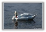 Loch Lomond Swan