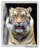 Tibor the Sumatran Tiger