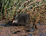 Dusky Moorhen