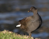 Dusky Moorhen