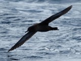 Sooty Shearwater