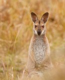 Red-necked Wallaby