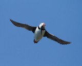 Atlantic Puffin