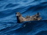 Brown Skua