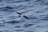 White-faced Storm-petrel