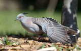 Crested Pigeon