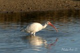 White Ibis